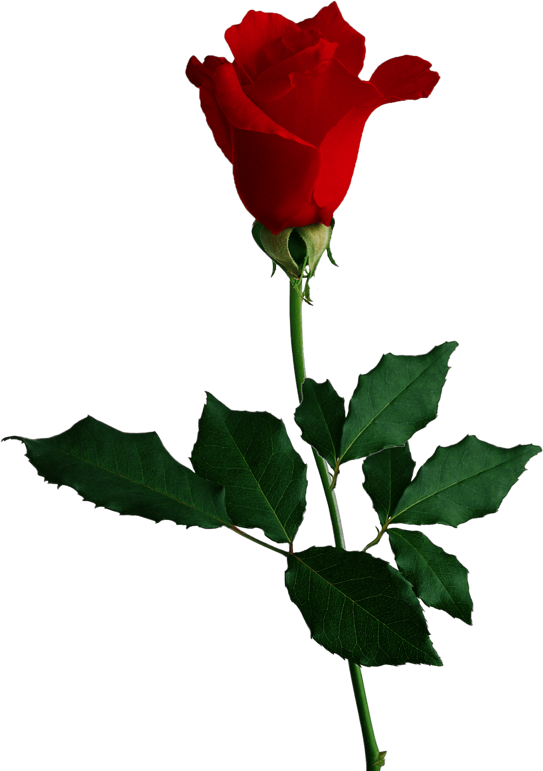 Red Rose No Background (1136x1600), Png Download