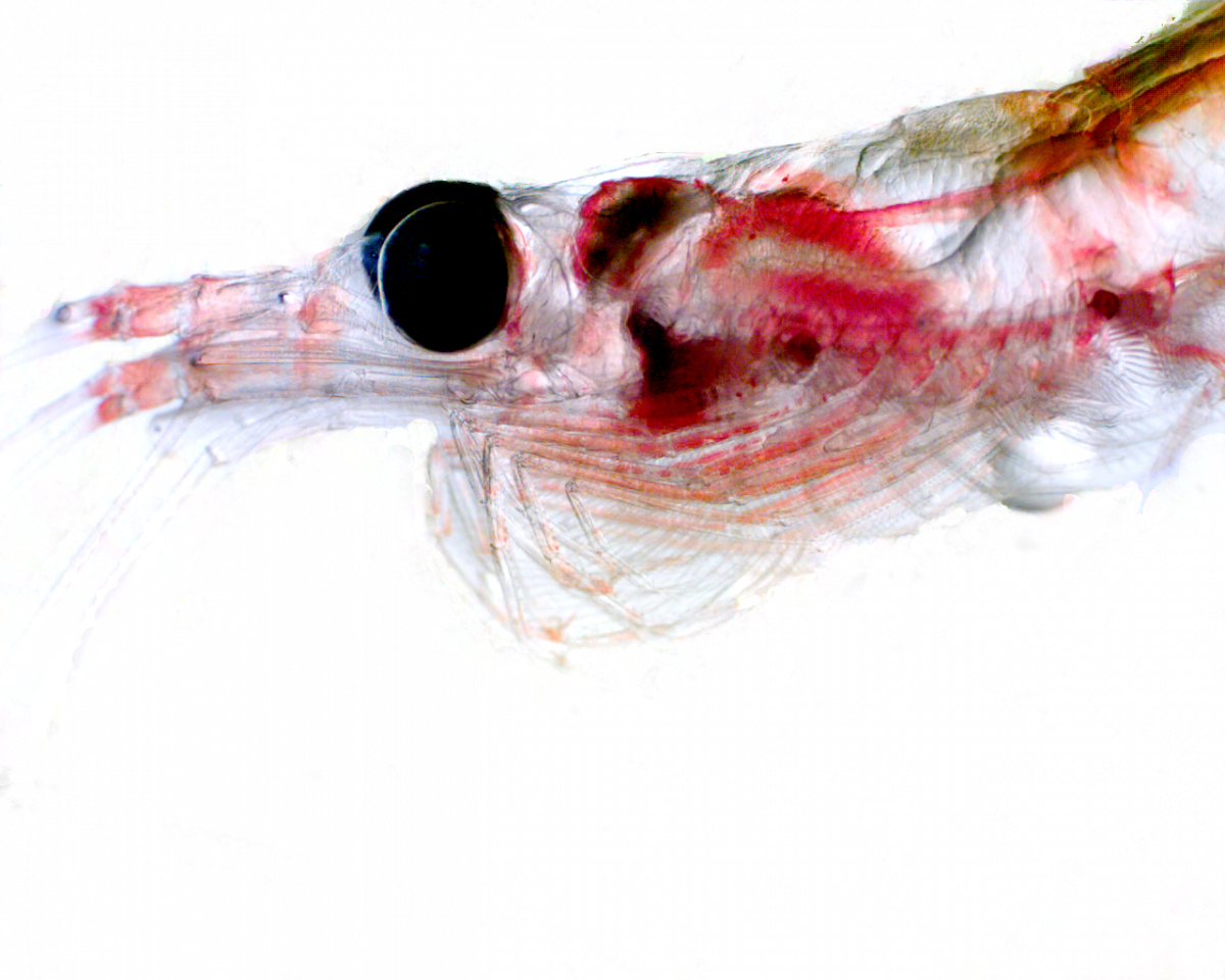 Hydrographic Parameters Major Influence On Krill - Krill (1200x960), Png Download