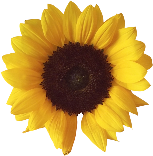 Sunflower Png - Transparent Sunflowers (912x876), Png Download