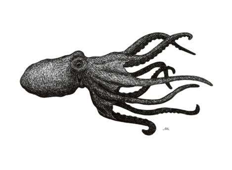 Octopus With Transparent Background (500x350), Png Download