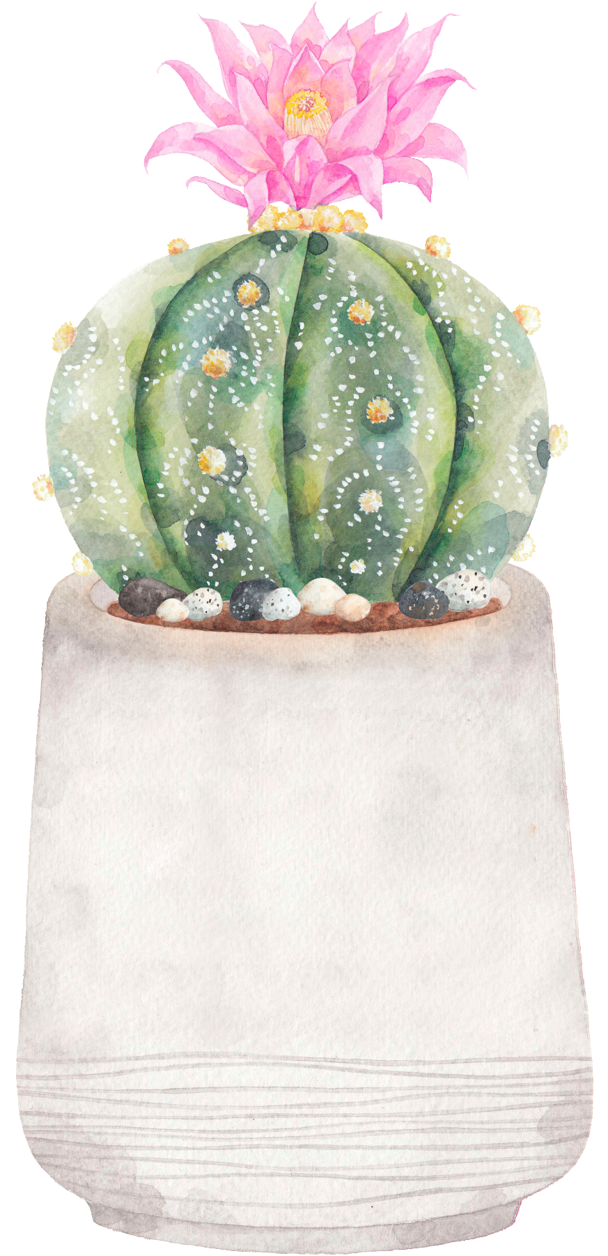 Hand-painted A Flowering Prickly Pear Png Transparent - Illustration (1024x1948), Png Download