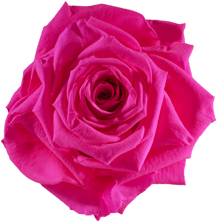 Preserved Rose Red Hot Pink - Rose Preserved Png (738x738), Png Download