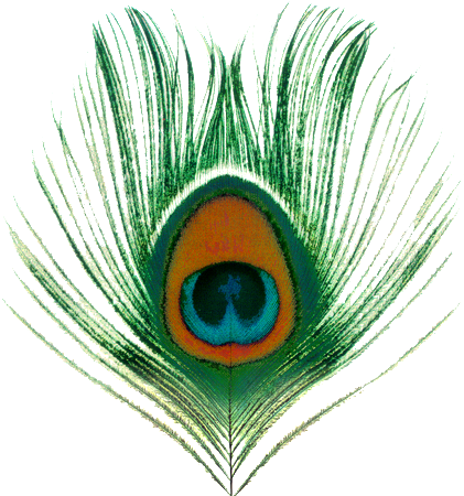 Feather Peacock Png - Peacock Feather Images Png (429x451), Png Download