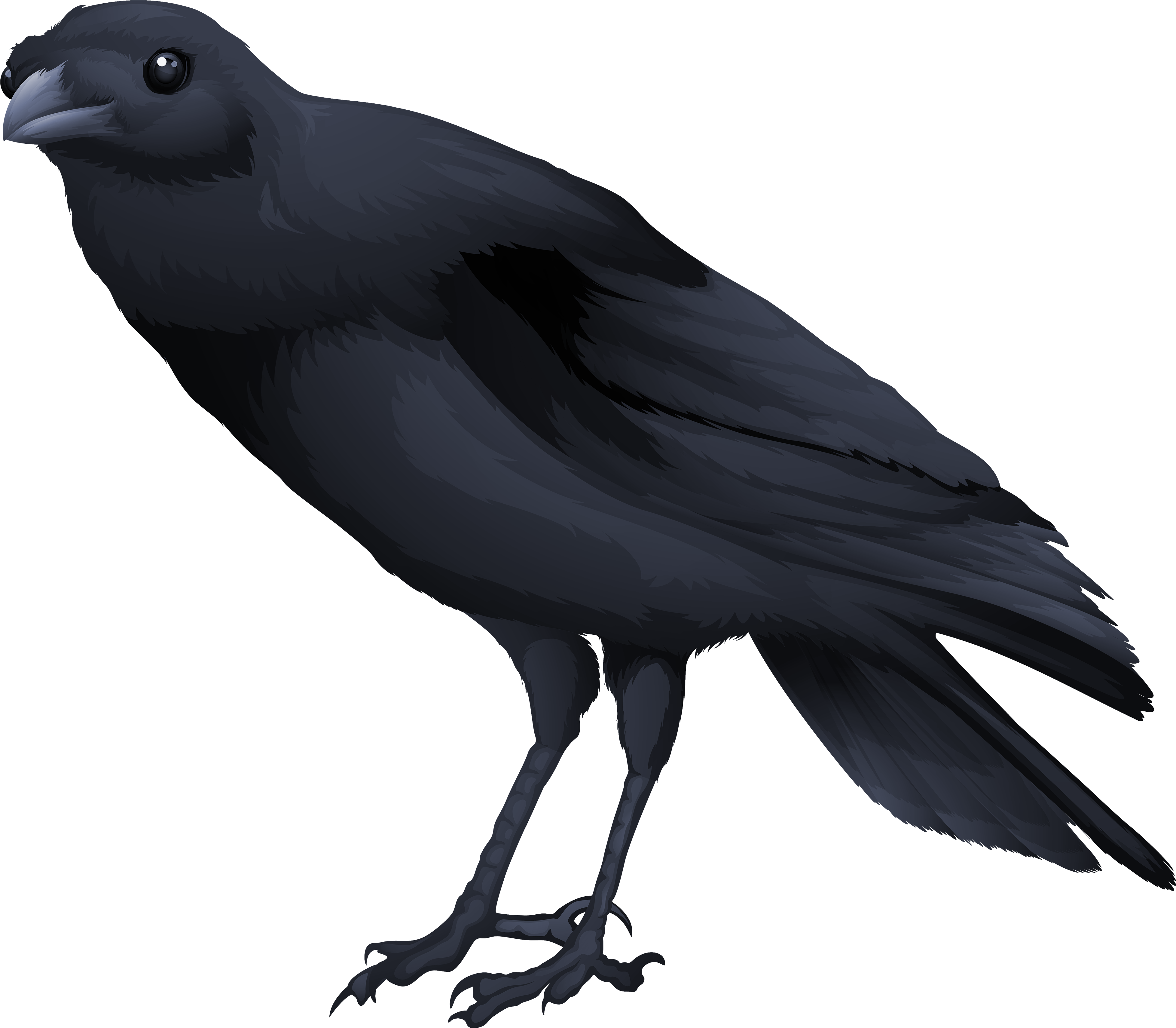 Transparent Raven White Background - Black Bird Png (4000x3496), Png Download