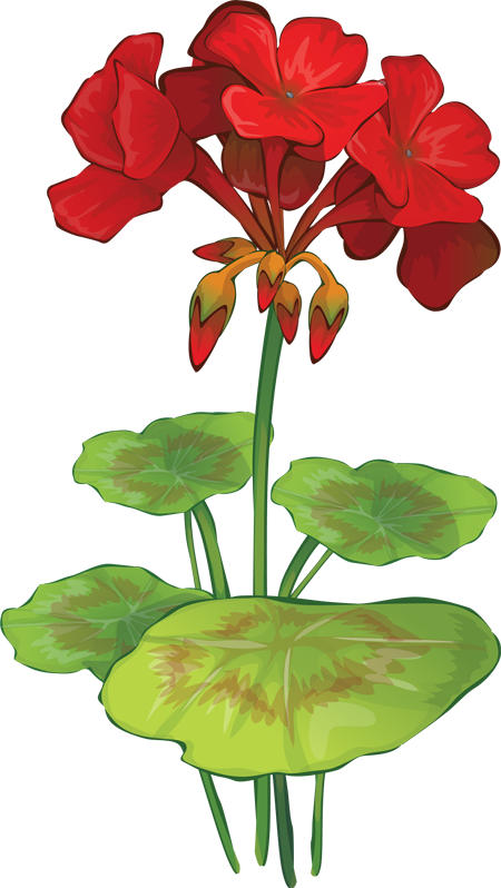 Victorian Summer Flowers Clip Art - Geranium Clipart (450x798), Png Download