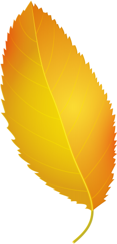 Yellow Leaves, Teaching Kindergarten, Autumn Leaves, - Autumn Leaves Png Illustration (255x500), Png Download