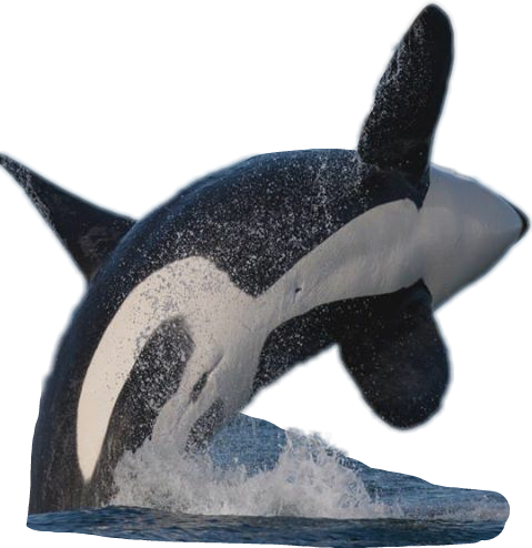 Sticker Orca Whale Watercolor Oceanlife Freetoedit - Animal (479x494), Png Download