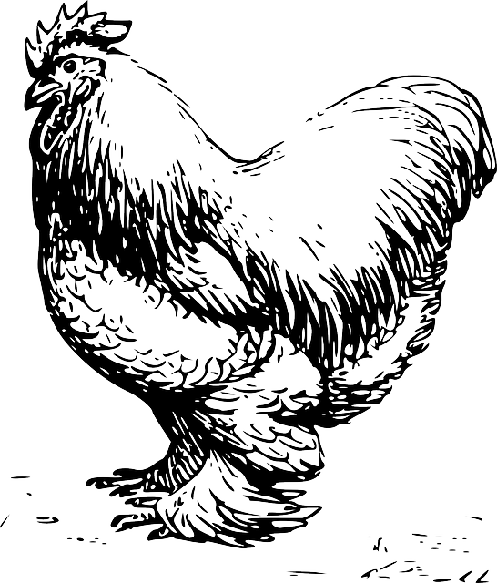 Drawn Feather Chicken Feather - Chicken Vector Black And White (546x640), Png Download