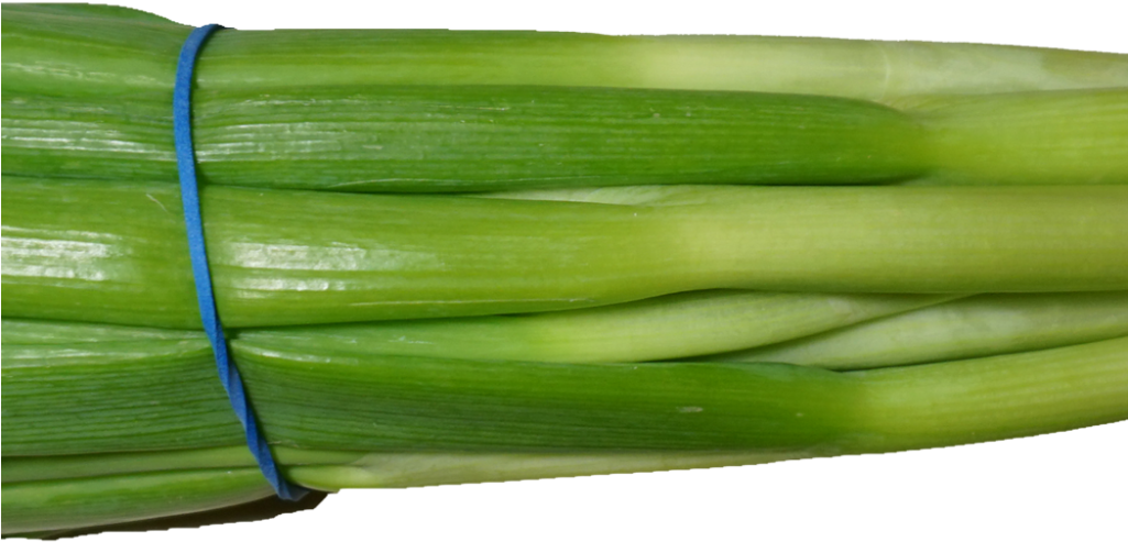 Scallion Green Onion Png Image - Scallion (1024x768), Png Download