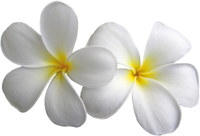 Transparent Flowers Png (425x298), Png Download