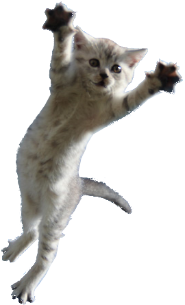 Clip Royalty Free Library Cat Png Bant International - Flying Kitten Png (270x445), Png Download