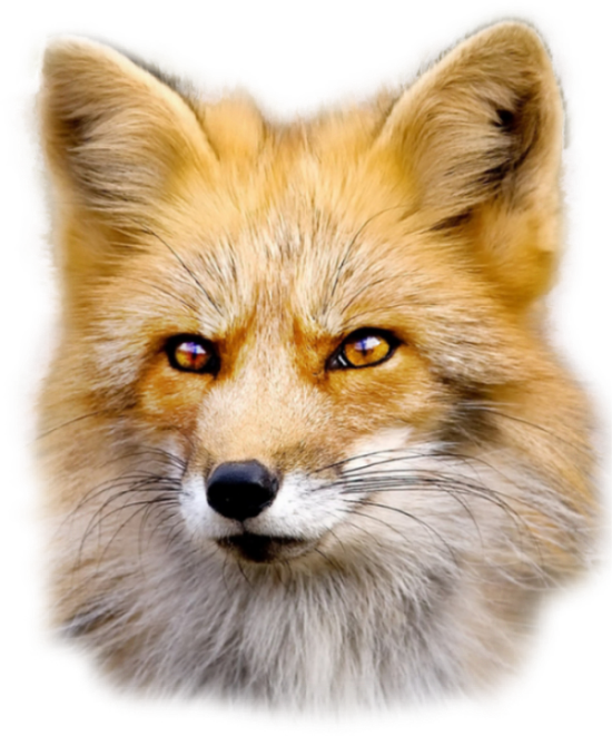Fox Free Png Image - Fur Is Worn By Beautiful Animals And Ugly People (550x661), Png Download