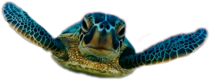 Free Icons Png - Cafepress Sea Turtle Tile Coaster (734x400), Png Download