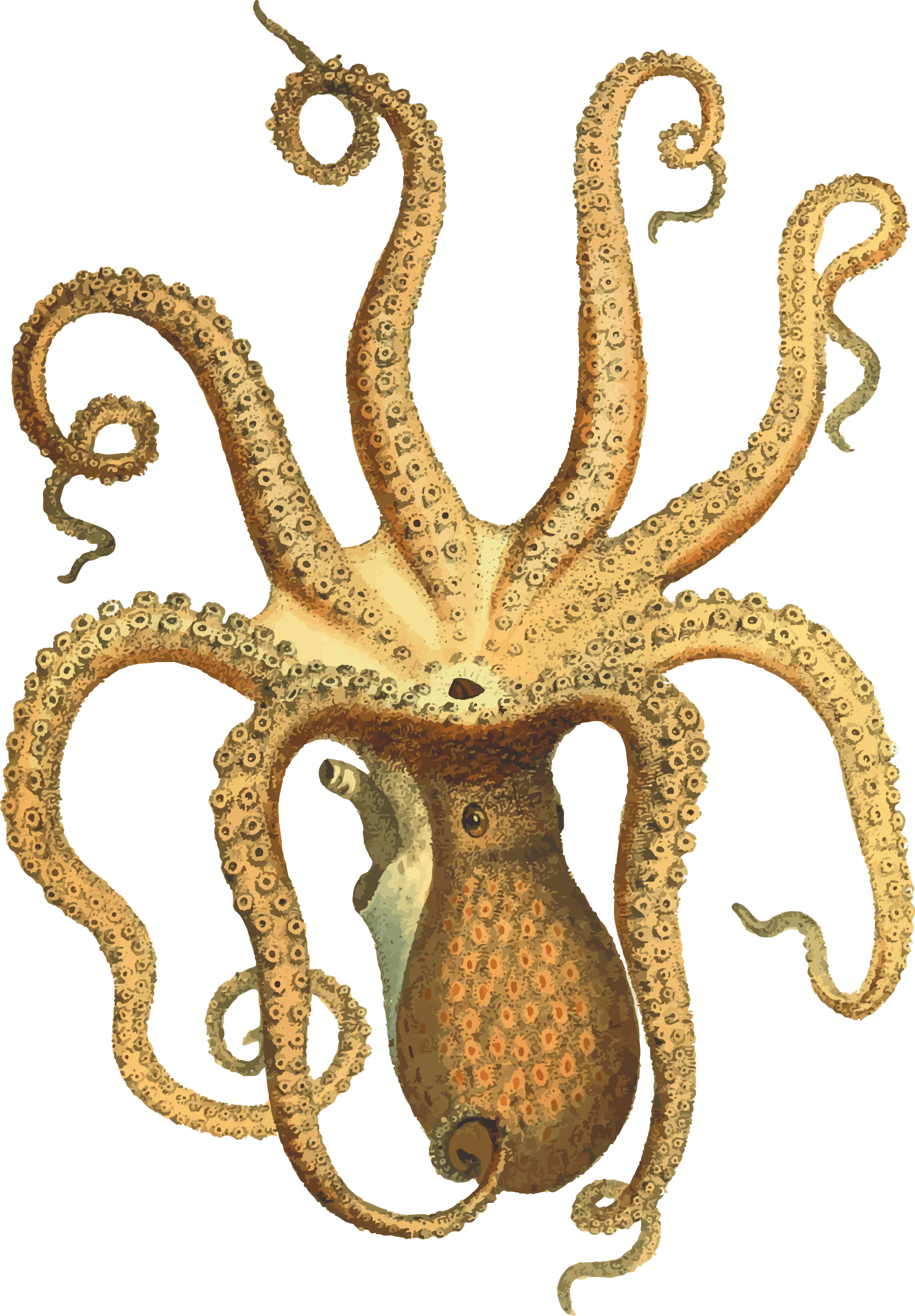 Animals - Octopuses - Octopus Vintage (1620x2330), Png Download