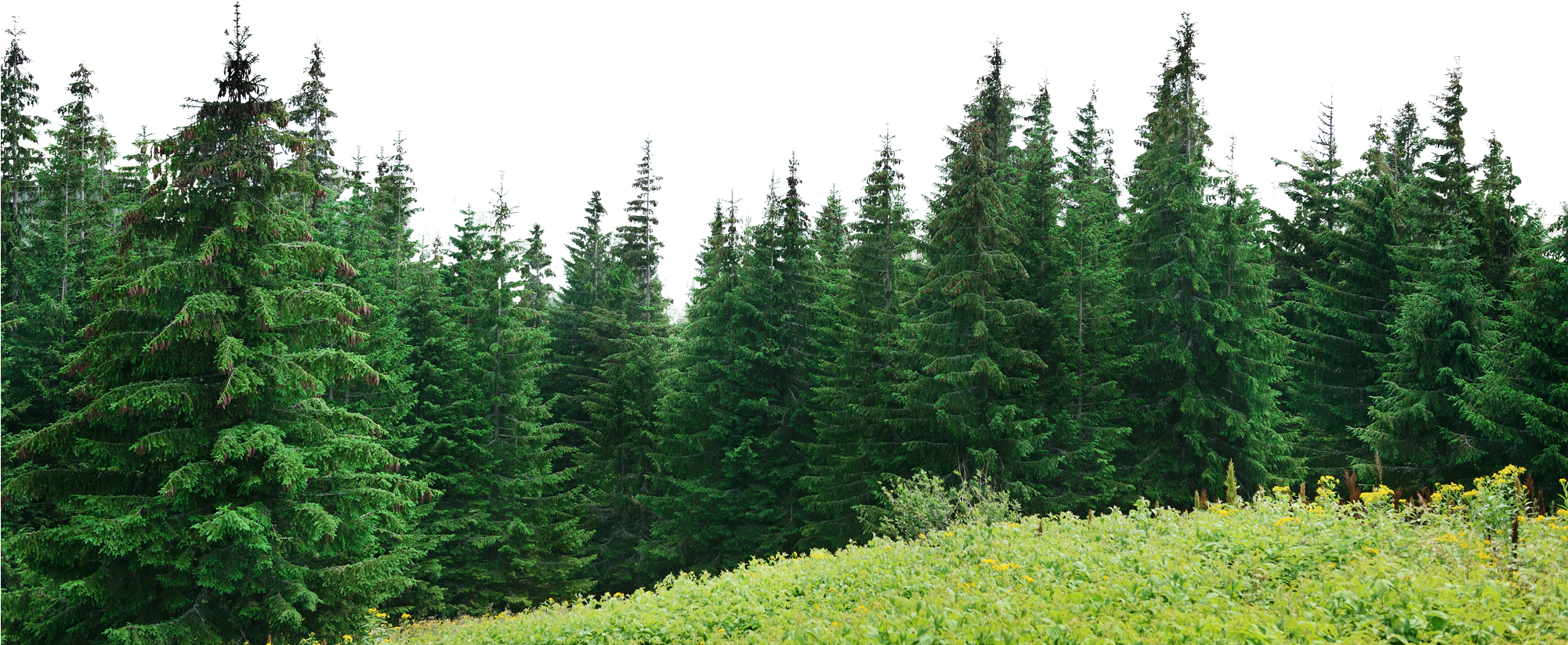 Pine Trees Png - Writing Morphs Into A Lifetime: A Novel [book] (2000x831), Png Download