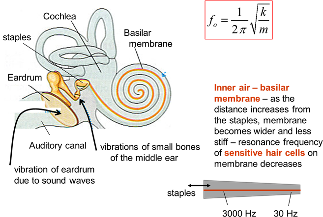 One Resonance Frequency Of The Auditory Canal Is Around - Resonance (680x456), Png Download