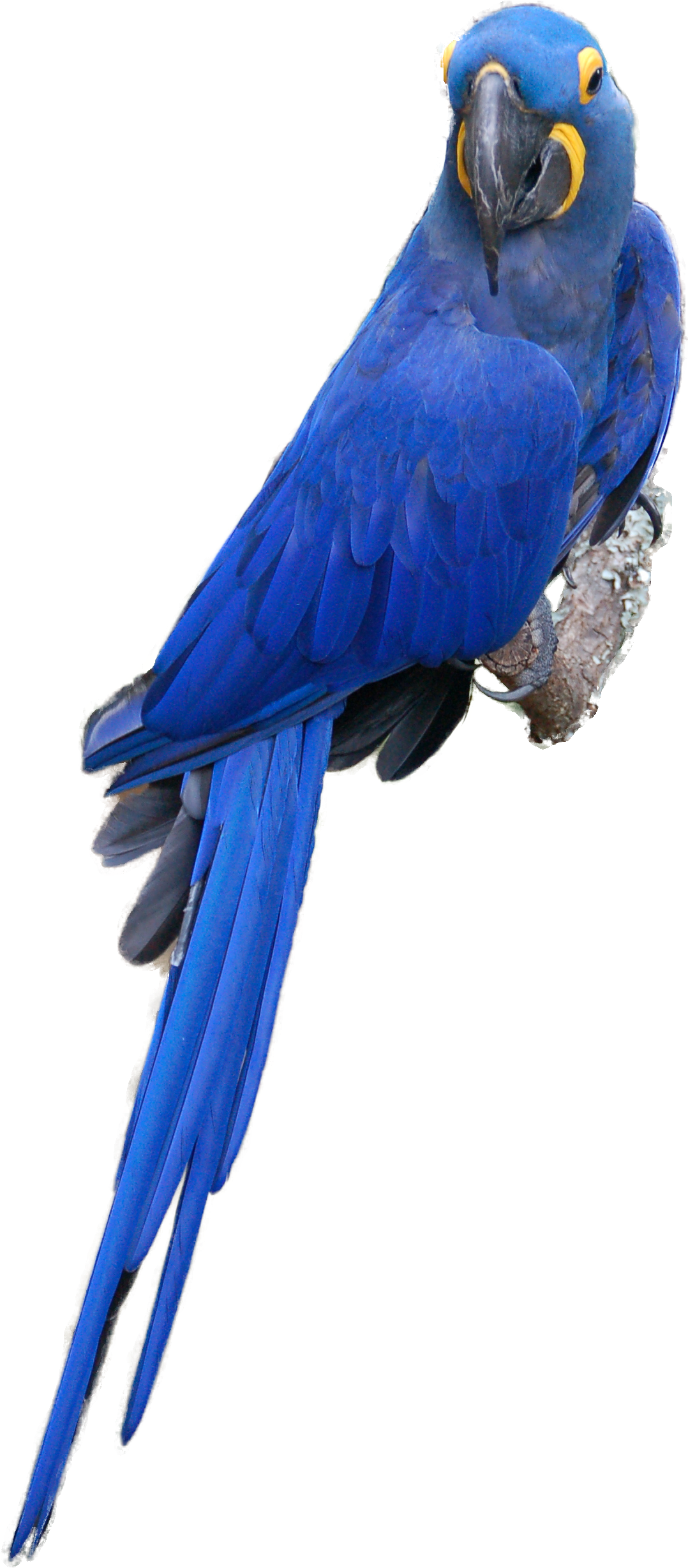 Go To Image - Blue Macaw Bird Png (1384x2511), Png Download