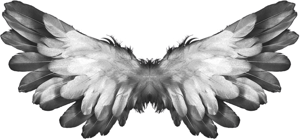 Angel Wings Feathers - Angel Wings Transparent (960x444), Png Download