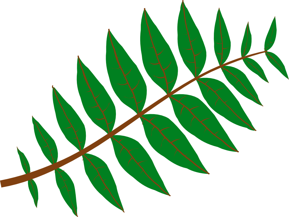 Pinnate Leaf Clipart, Vector Clip Art Online, Royalty - Leaf Clipart (900x677), Png Download
