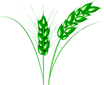Wheat - Колоски Пнг (500x400), Png Download