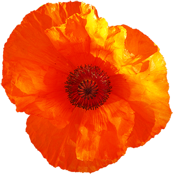 Red Poppy Flower Clipart - Clip Art (354x357), Png Download