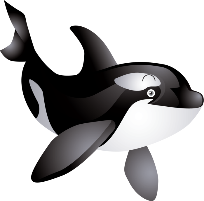 Download - Cute Killer Whale Clip Art (699x686), Png Download