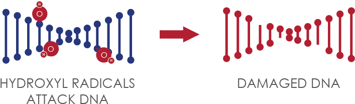 Dna Damage 2xnhclnixq8lmltpq3f4lc - Free Radical And Dna (779x258), Png Download