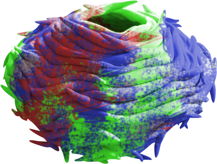 Bird Nest - Illustration (1024x768), Png Download