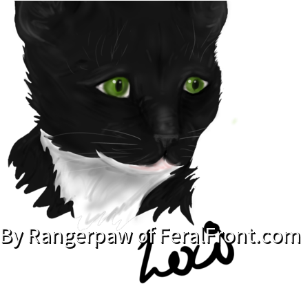 Merlinpaw - Black Cat (560x420), Png Download