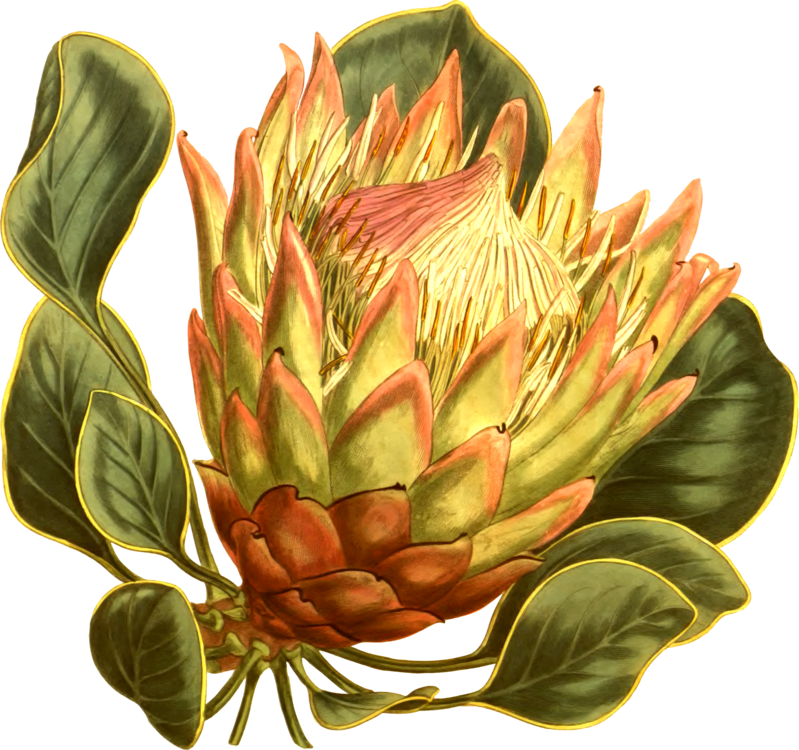 Image Royalty Free Fynbos King Protea Curtis S Magazine - South African Plant Png (799x750), Png Download