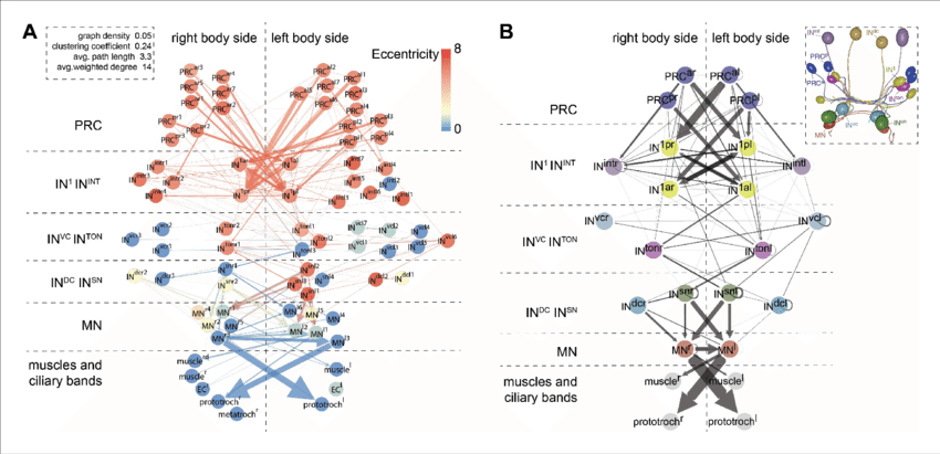 Network Analysis Of The Visual Eye Circuitry - Diagram (850x411), Png Download