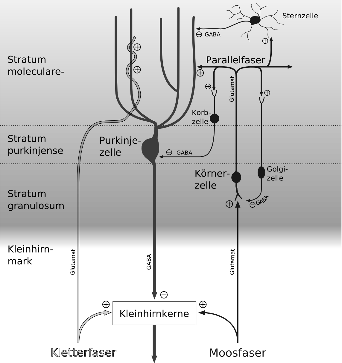 Cerebellar Circuit Grayscale German - Cerebellar Circuitry (1143x1215), Png Download