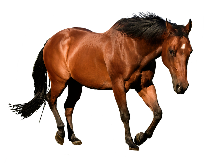 Caballo Png - Horses Transparent (757x720), Png Download