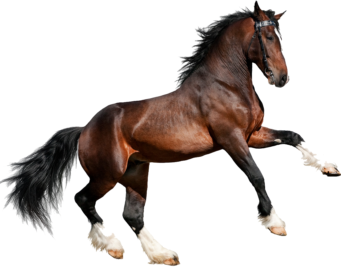 Torocaballo - Imagenes De Un Caballo Png (1195x936), Png Download