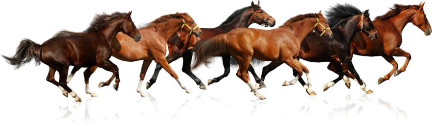 Caballos Buscar Con Google - Running Horses (883x259), Png Download