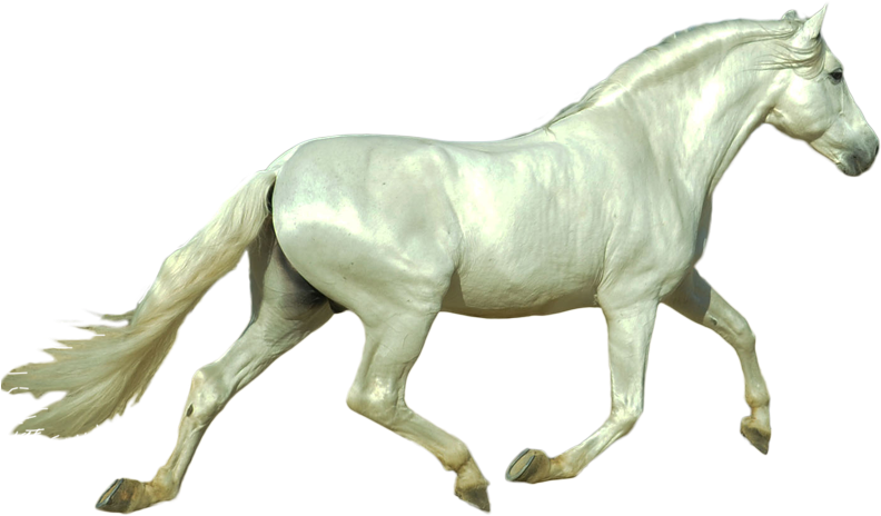 Follow Us - Stallion (800x614), Png Download
