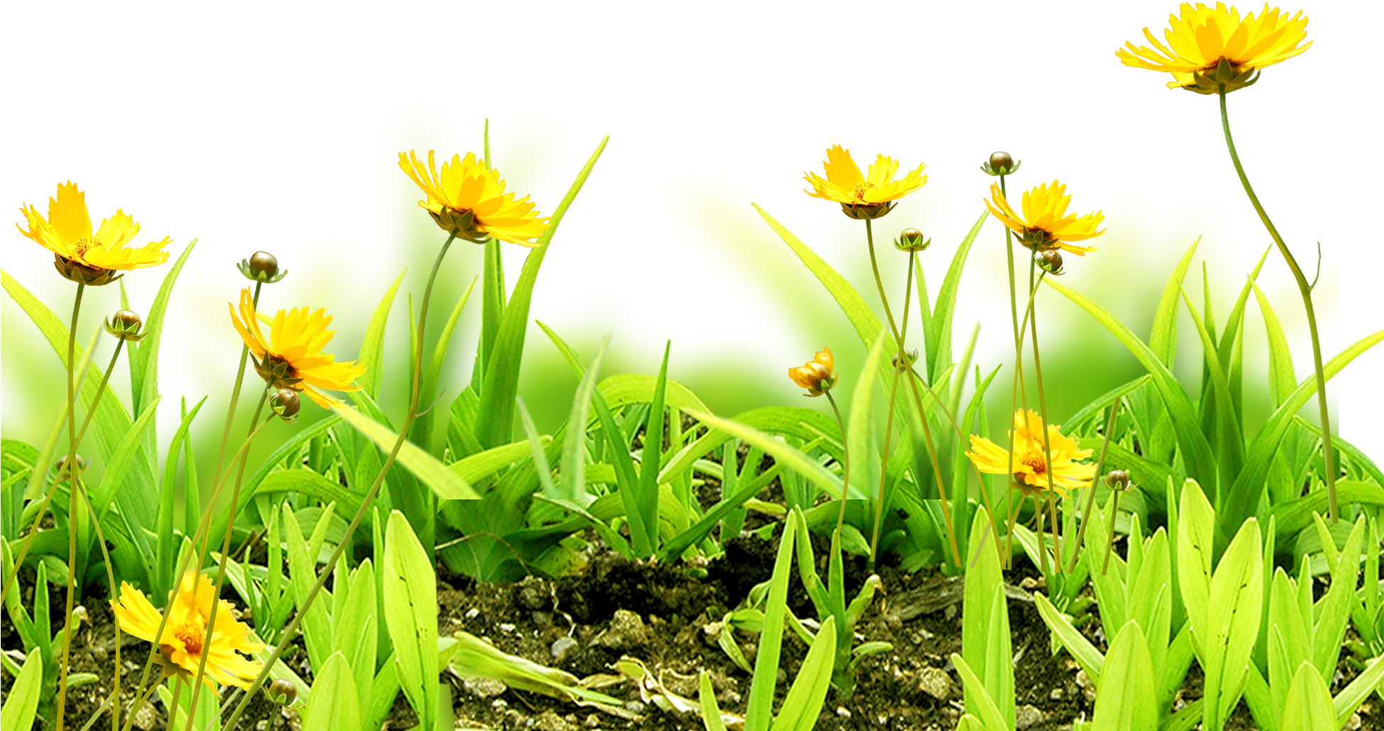 Meadow Flower Sky Grass - Flower (1949x1697), Png Download