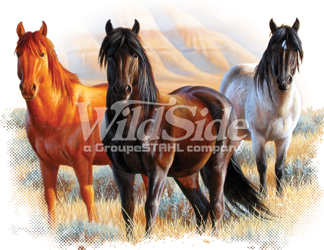 3 Horses In Meadow - Men's Long Sleeve Shirt Three Horses - White - Xl (675x675), Png Download
