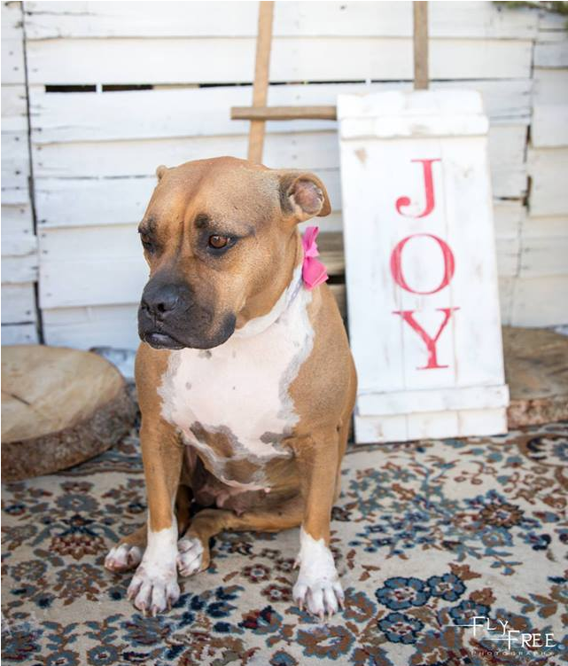 Bonnie - Pit Bull (800x750), Png Download