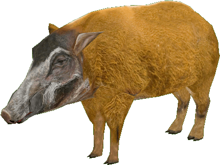 Red River Hog - Zoo Tycoon 2 Red River Hog (431x431), Png Download