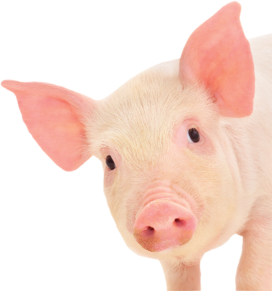 Pig On The Pond 2014 Clermont Fl - Pig Png (600x600), Png Download