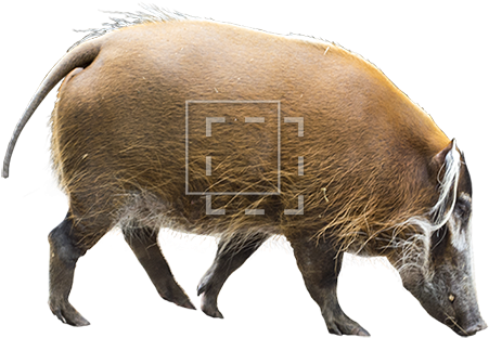 Parent Category - Bison (450x450), Png Download