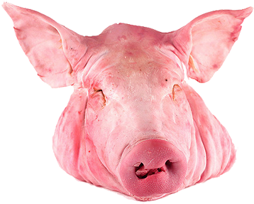 Vector Freeuse Library Chill - Pork Head Bath Mat - 17" X 24" (500x500), Png Download