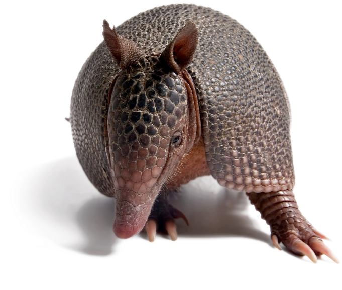 Armadillos And Yellow Lines (704x682), Png Download