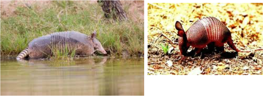 Armadillo Lifecycle (914x335), Png Download