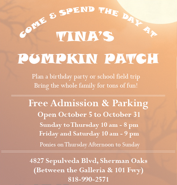 Christmas Trees - Tina's Pumpkin Patch (568x594), Png Download