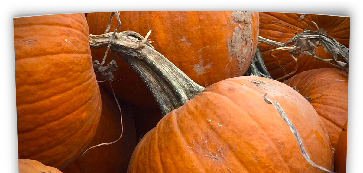 Oklahoma Perennial Flower Guide - Oklahoma (1200x590), Png Download