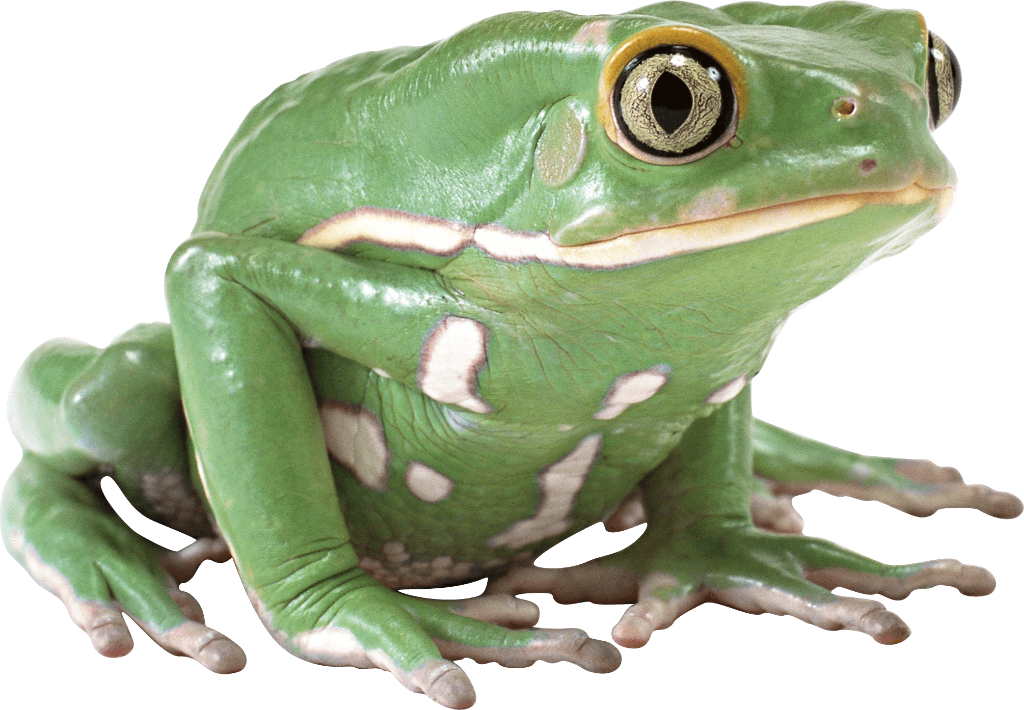 Support My Work - Frog Transparent Background (2010x1394), Png Download