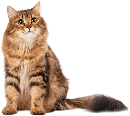 Os Cães Podem Ser Treinados Com Mais Facilidade - Siberians By Betsy Rathburn (416x371), Png Download