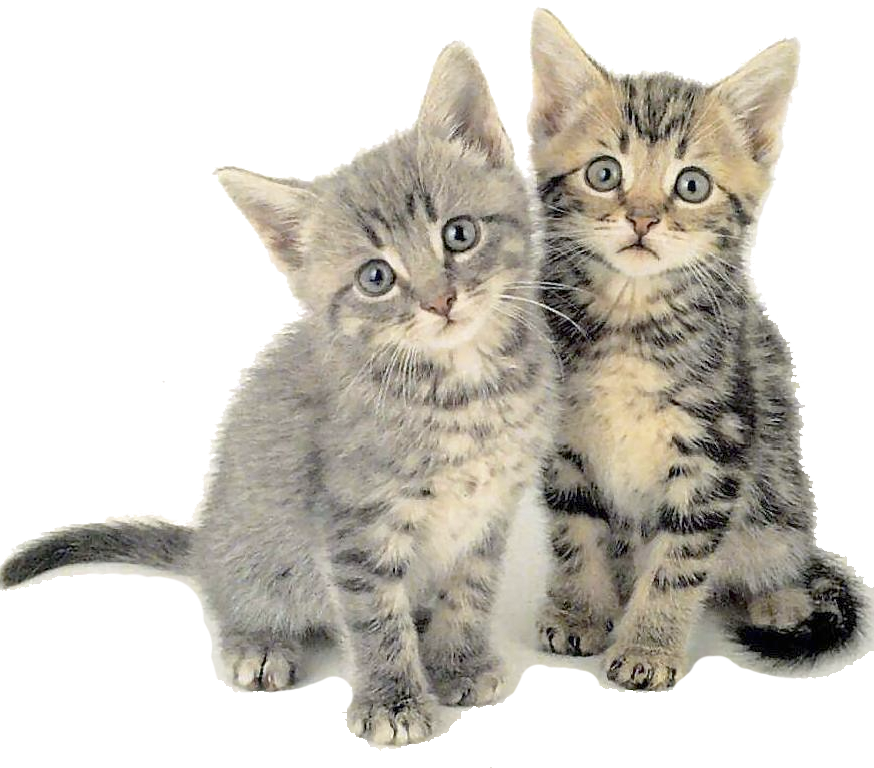 Bebe Gatito Png - Optimanova Cat Exquisite 8 Kg (874x768), Png Download